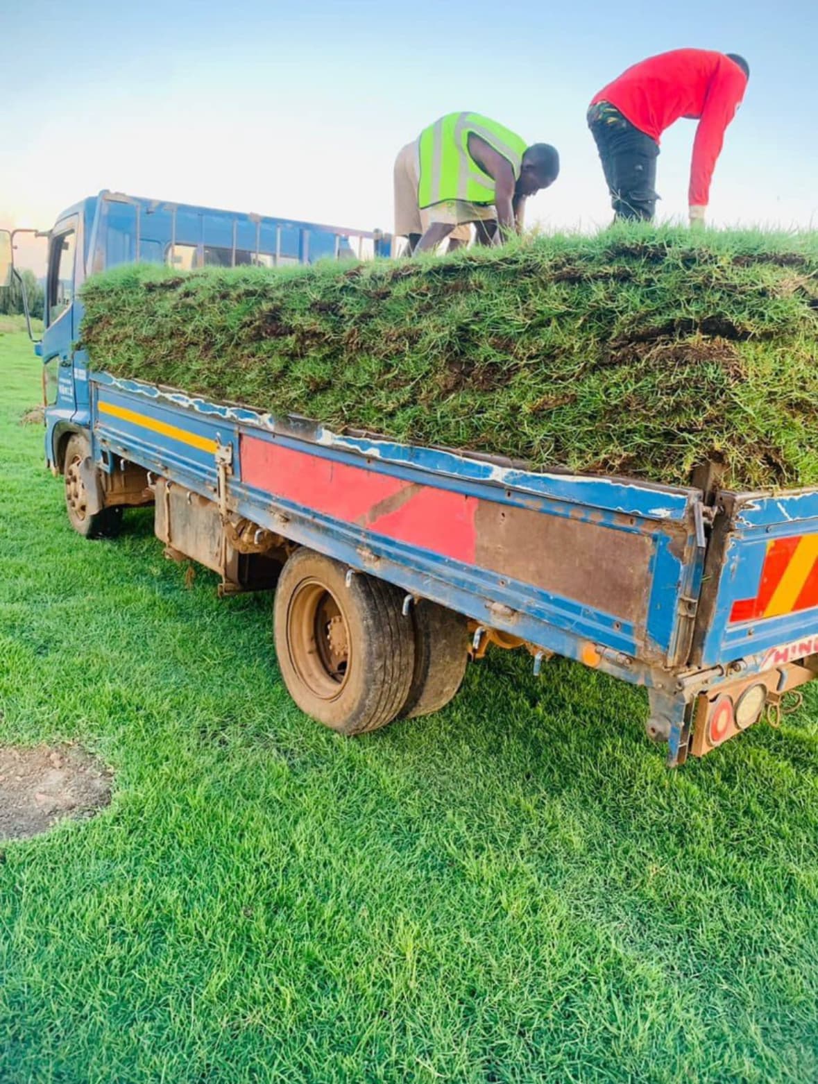 Instant lawn